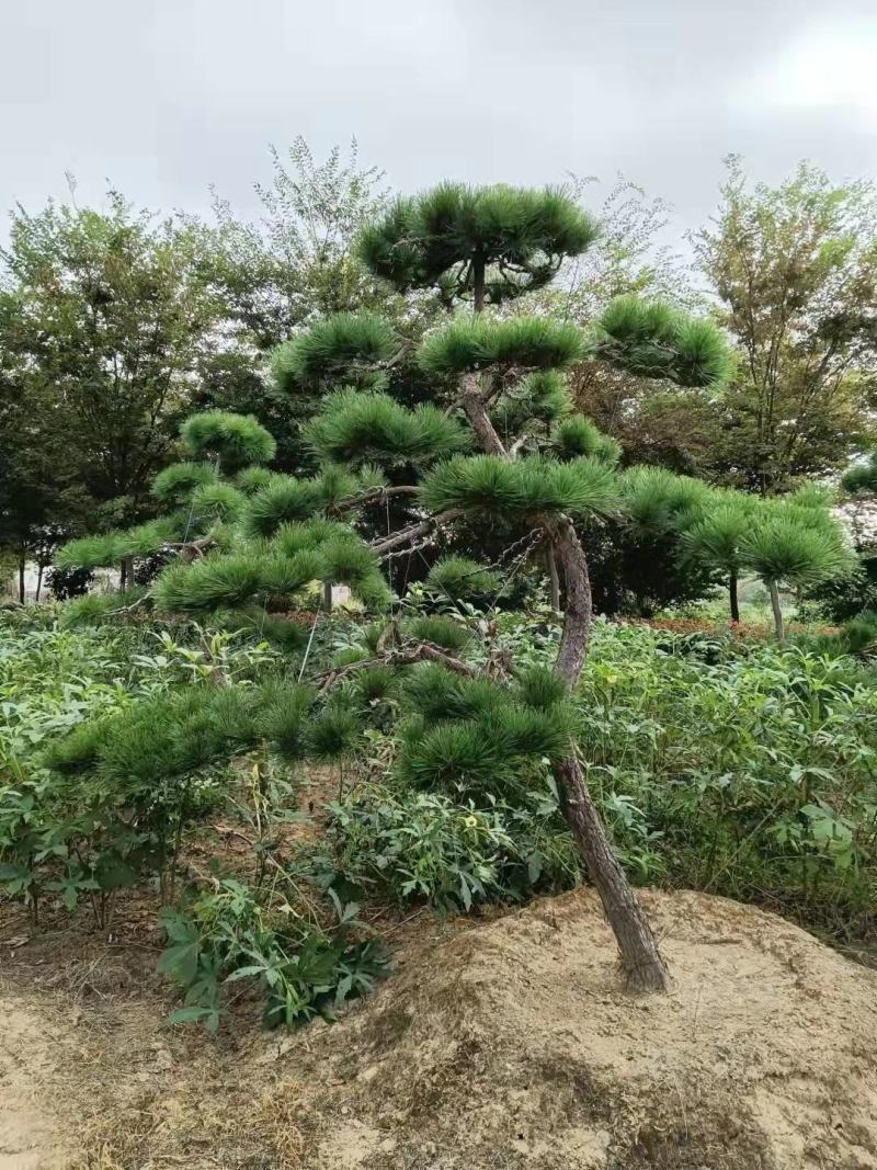 昊文造型黑松基地批发价格，批发造型油松，造型松