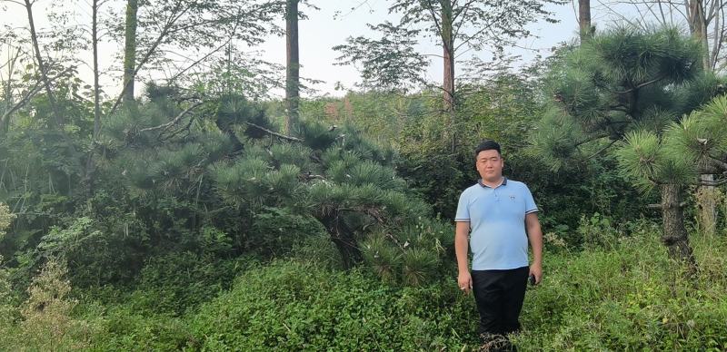 昊文造型黑松基地批发价格，批发造型油松，造型松