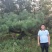 昊文造型黑松基地批发价格，批发造型油松，造型松