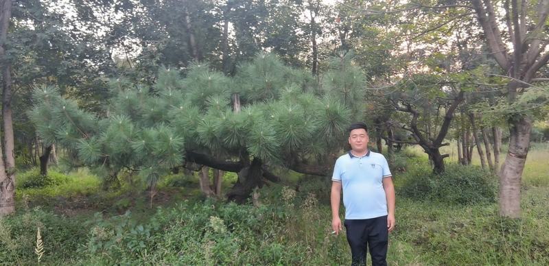 昊文造型黑松基地批发价格，批发造型油松，造型松