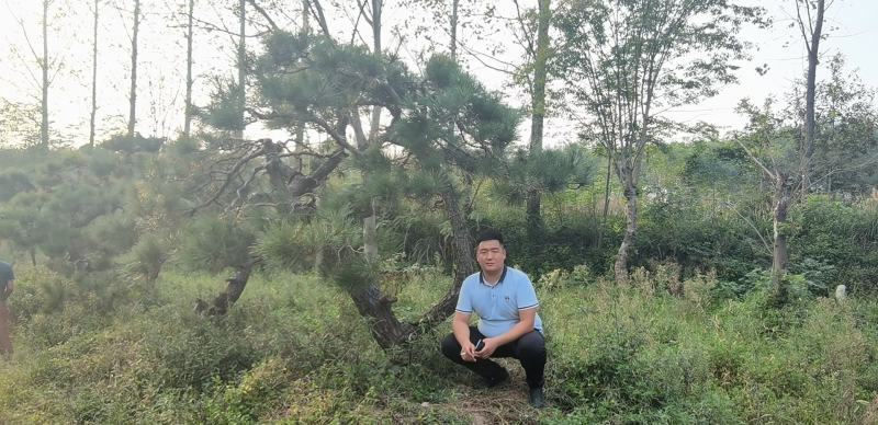 昊文造型黑松基地批发价格，批发造型油松，造型松