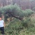 昊文造型黑松基地批发价格，批发造型油松，造型松