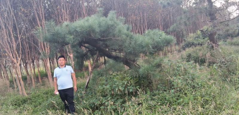 昊文造型黑松基地批发价格，批发造型油松，造型松