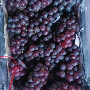 巨峰葡萄大量冷库巨峰葡萄软枝发往全国市场