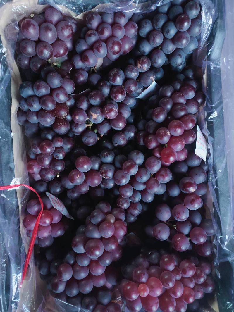 巨峰葡萄大量冷库巨峰葡萄软枝发往全国市场