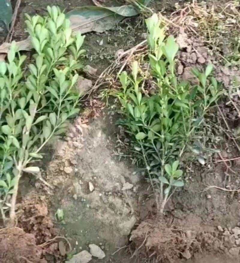 瓜子黄杨又名小叶黄杨，适用于园林，城区，学校地被绿化