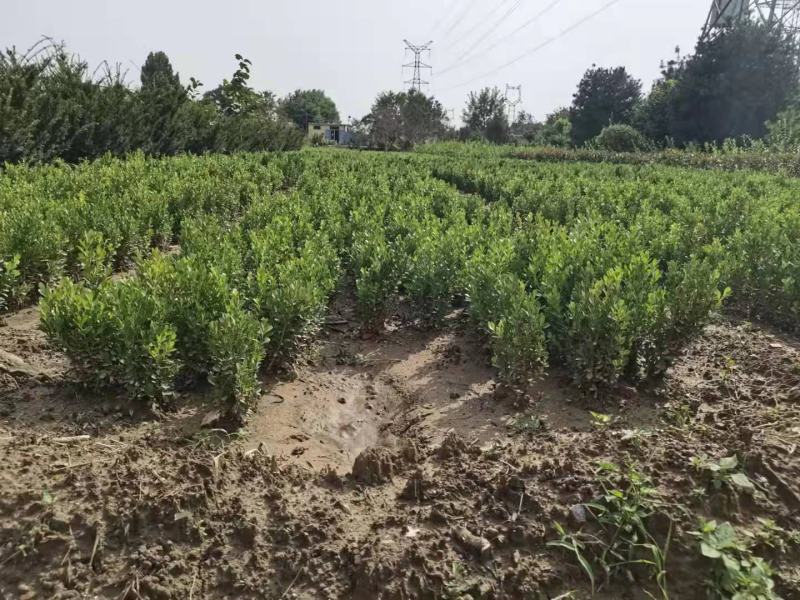 瓜子黄杨又名小叶黄杨，适用于园林，城区，学校地被绿化