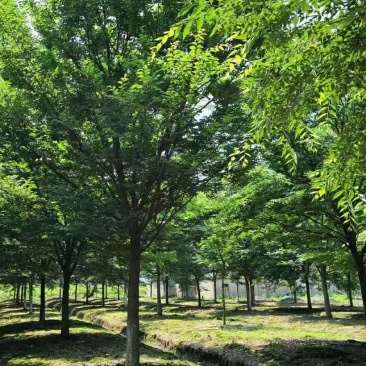红榉榉树行道树彩叶树种光叶榉光光榆鸡油树