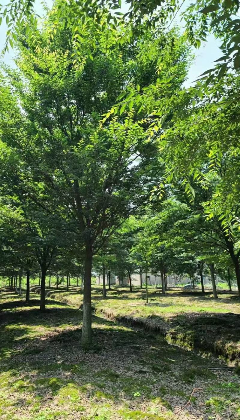 红榉榉树行道树彩叶树种光叶榉光光榆鸡油树