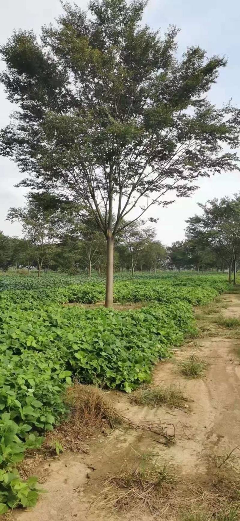 红榉榉树行道树彩叶树种光叶榉光光榆鸡油树
