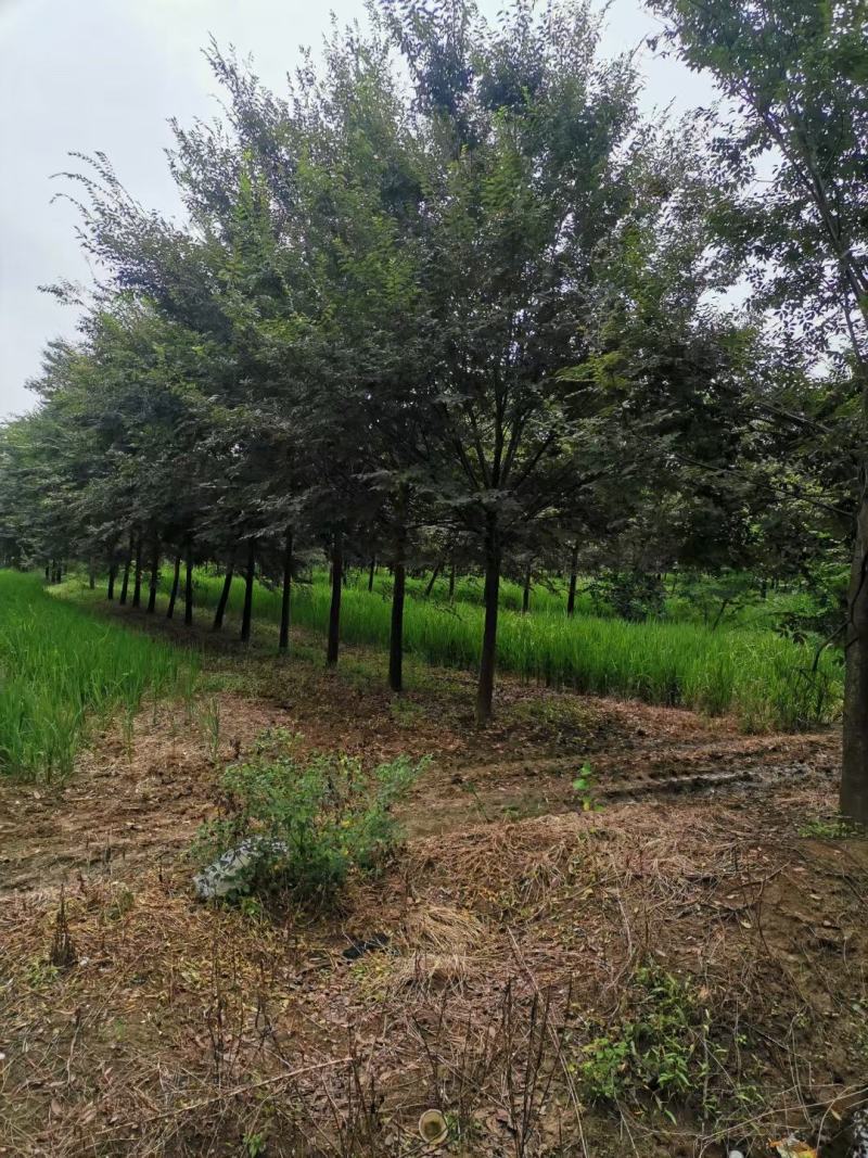 红榉榉树行道树彩叶树种光叶榉光光榆鸡油树