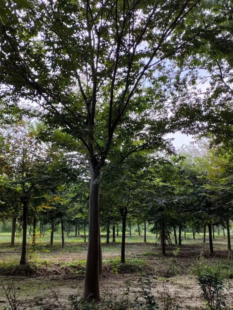 红榉榉树行道树彩叶树种光叶榉光光榆鸡油树