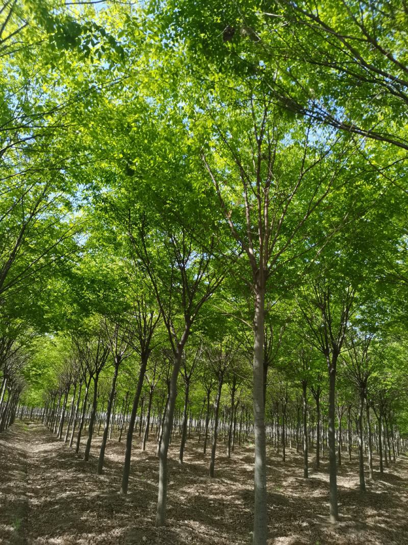 红榉榉树行道树彩叶树种光叶榉光光榆鸡油树