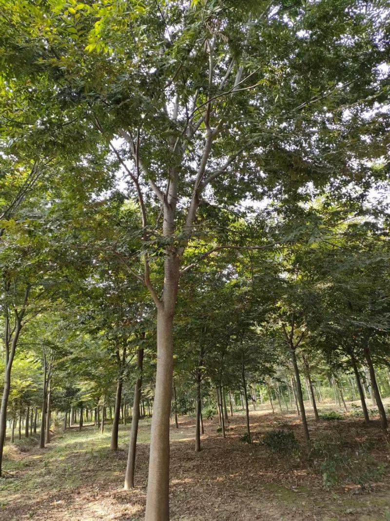 红榉榉树行道树彩叶树种光叶榉光光榆鸡油树