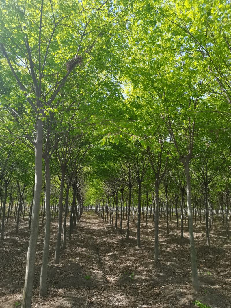 红榉榉树行道树彩叶树种光叶榉光光榆鸡油树