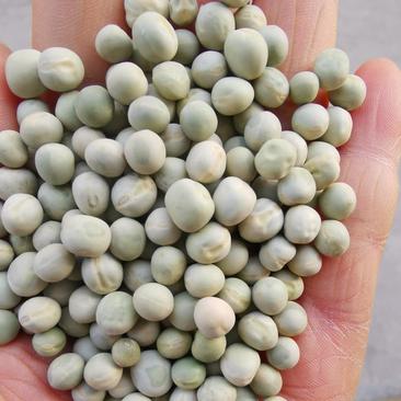 大量批发绿豌豆，可做芽菜发芽率高，量大从优可泡菜，