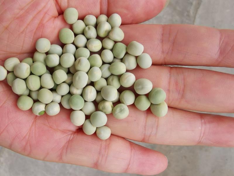 大量批发绿豌豆，可做芽菜发芽率高，量大从优可泡菜，