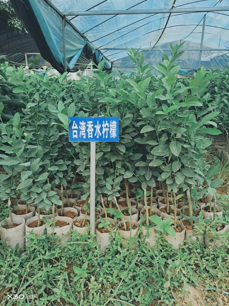 广东无籽香水柠檬苗，台湾无籽柠檬苗可实地看苗提供种植指导
