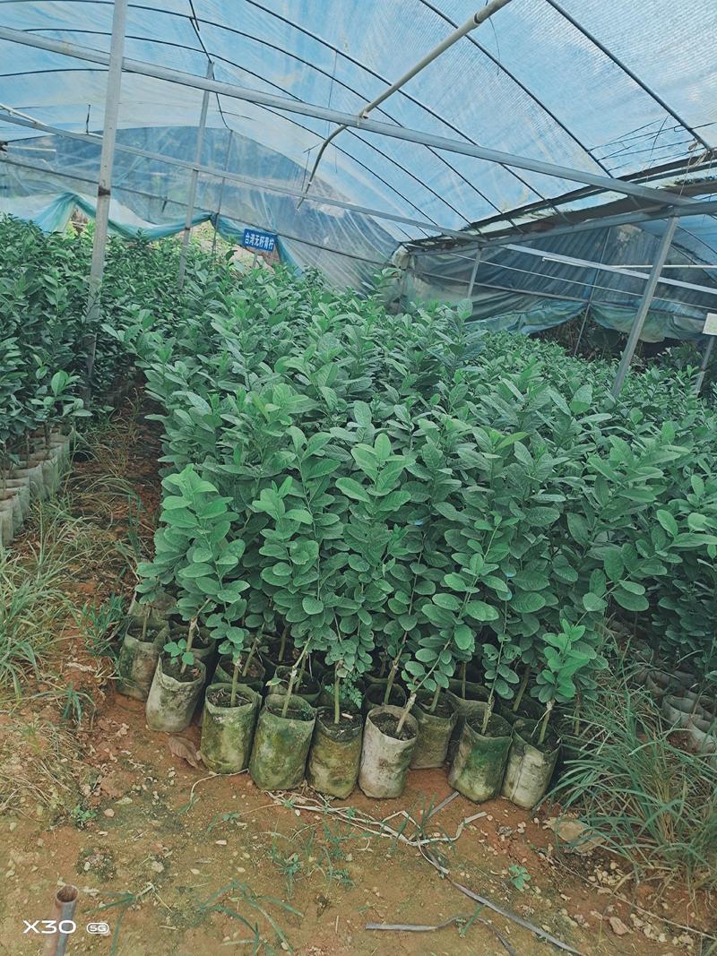 广东无籽香水柠檬苗，台湾无籽柠檬苗可实地看苗提供种植指导