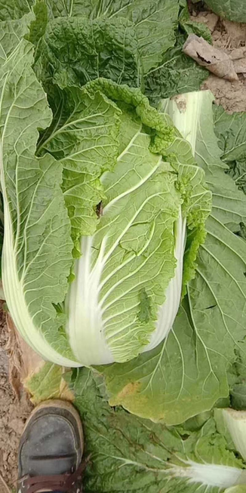 黄心白菜，产地直发，货源充足，可视频看货，品质有保证