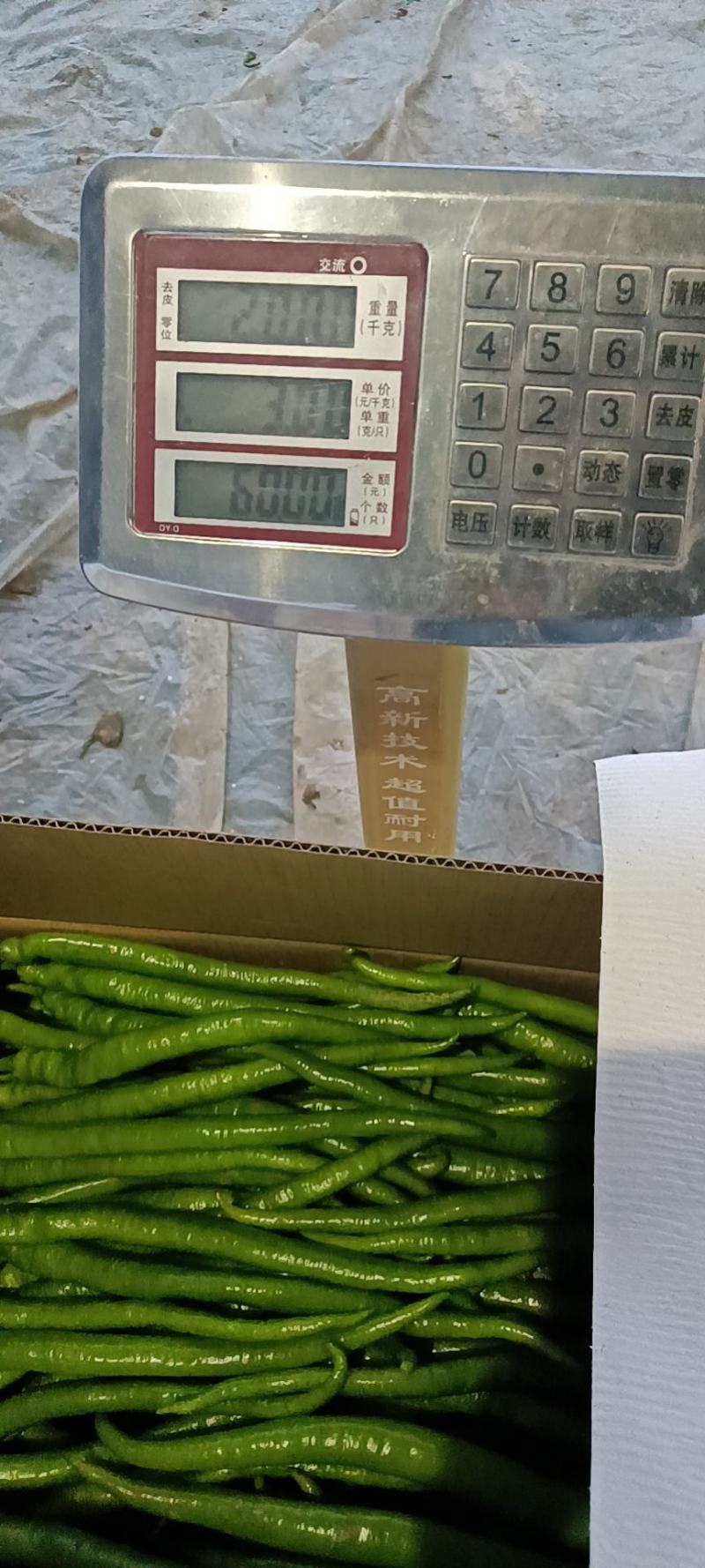 山东莘县董杜庄镇精品黑线椒，黄线椒大量上市中