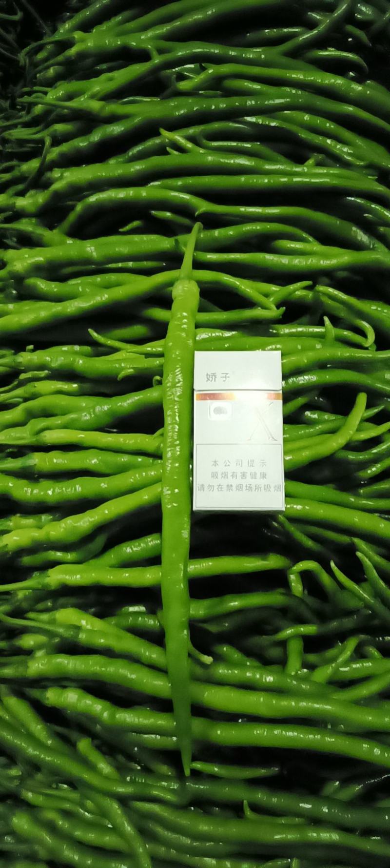 山东莘县董杜庄镇精品黑线椒，黄线椒大量上市中