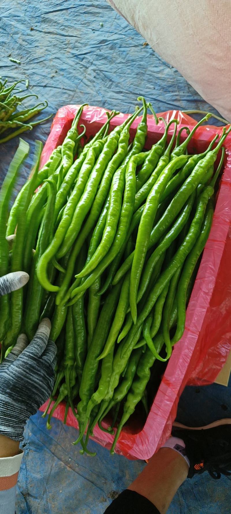 山东莘县董杜庄镇精品黑线椒，黄线椒大量上市中