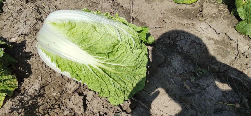 黄心白菜大量供应市场超市酸菜厂货源充足，保质保量