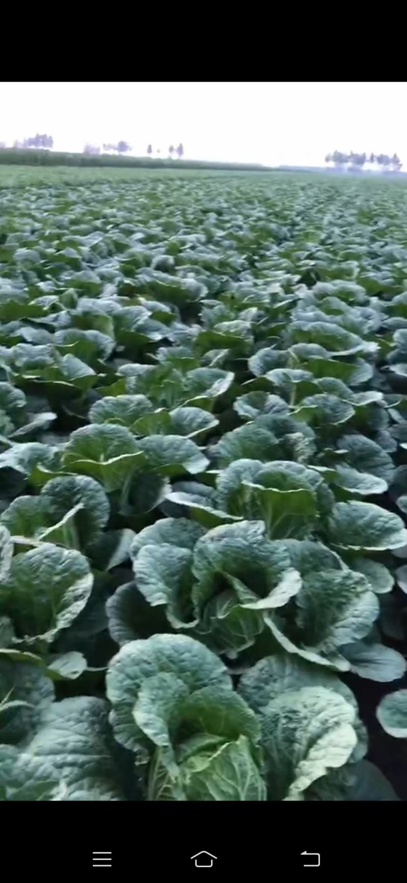 黄心白菜大量供应市场超市酸菜厂货源充足，保质保量
