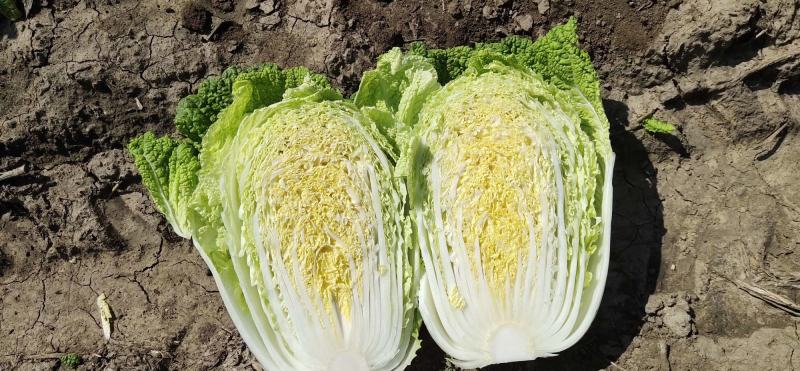 黄心白菜大量供应市场超市酸菜厂货源充足，保质保量