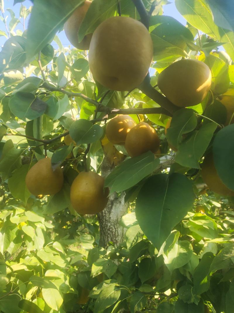 金脆香梨口感好水分足，糖度高