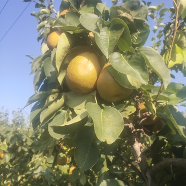 金脆香梨口感好水分足，糖度高