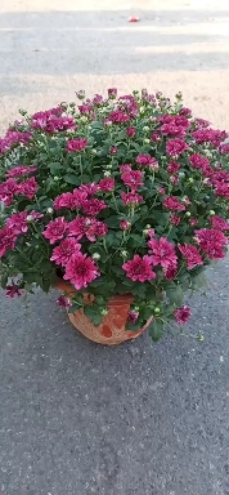 白荷菊花红莲千头菊乒乓菊国庆菊黄菊花等等观赏菊花卉盆景