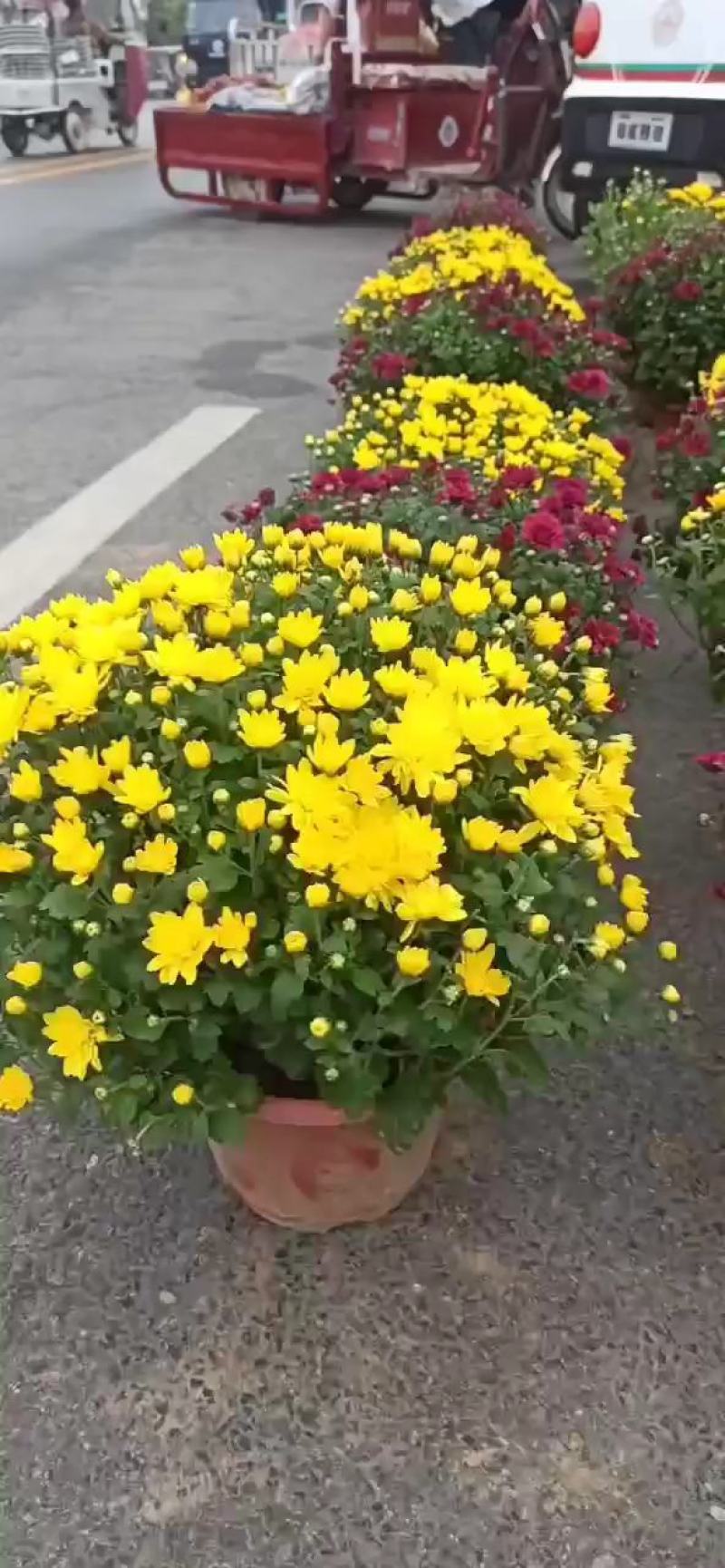 白荷菊花红莲千头菊乒乓菊国庆菊黄菊花等等观赏菊花卉盆景