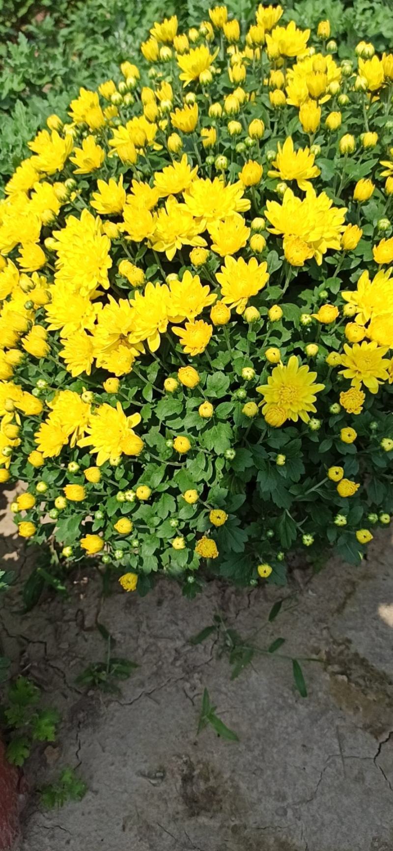 白荷菊花红莲千头菊乒乓菊国庆菊黄菊花等等观赏菊花卉盆景
