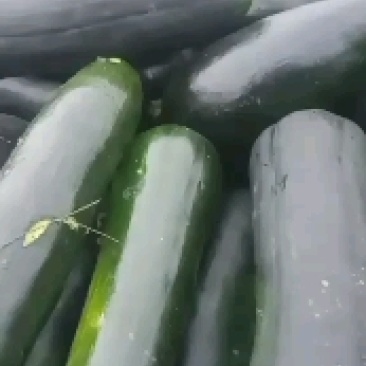 精品青南瓜，大量上市，货源充足，产地直供