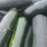 精品青南瓜，大量上市，货源充足，产地直供