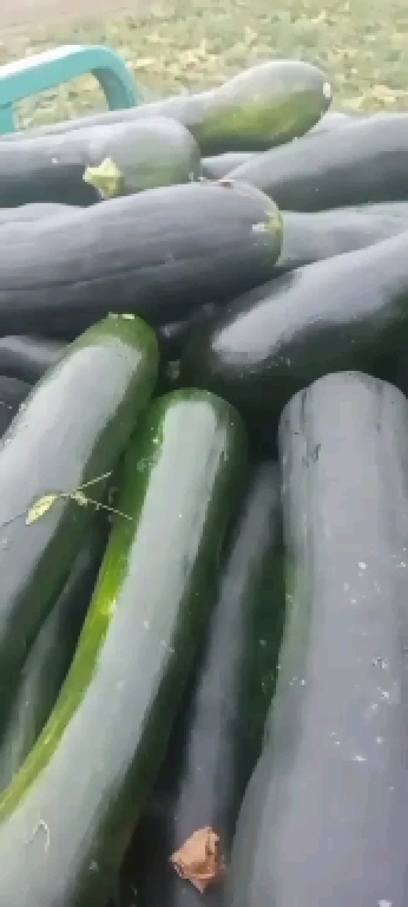 精品青南瓜，大量上市，货源充足，产地直供