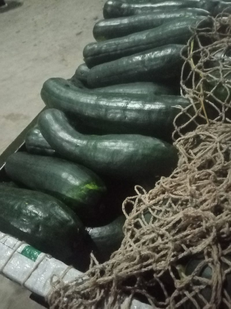 精品青南瓜，大量上市，货源充足，产地直供