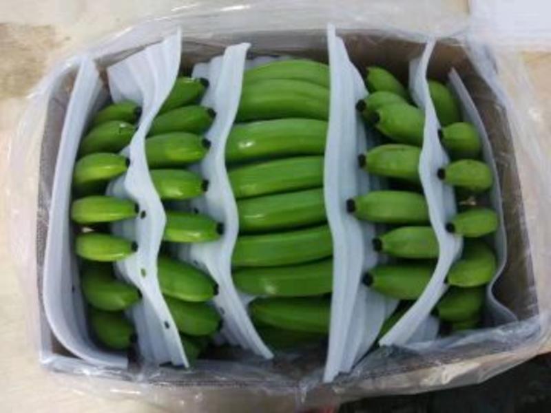 【精品批发】广东徐闻巴西香蕉粉蕉，基地真实报价口感香甜