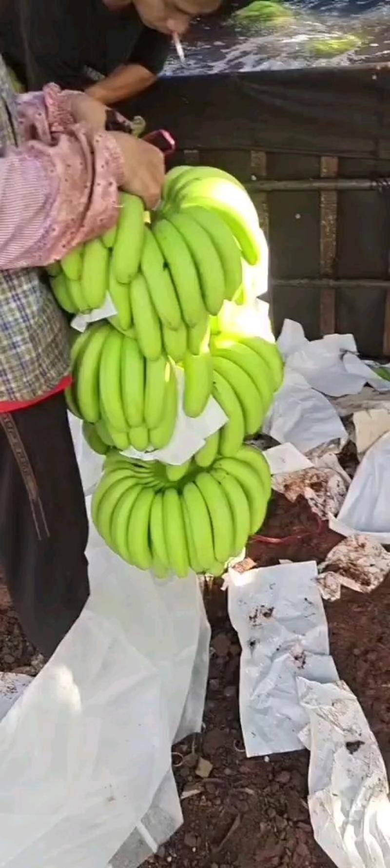 【精品批发】广东徐闻巴西香蕉粉蕉，基地真实报价口感香甜