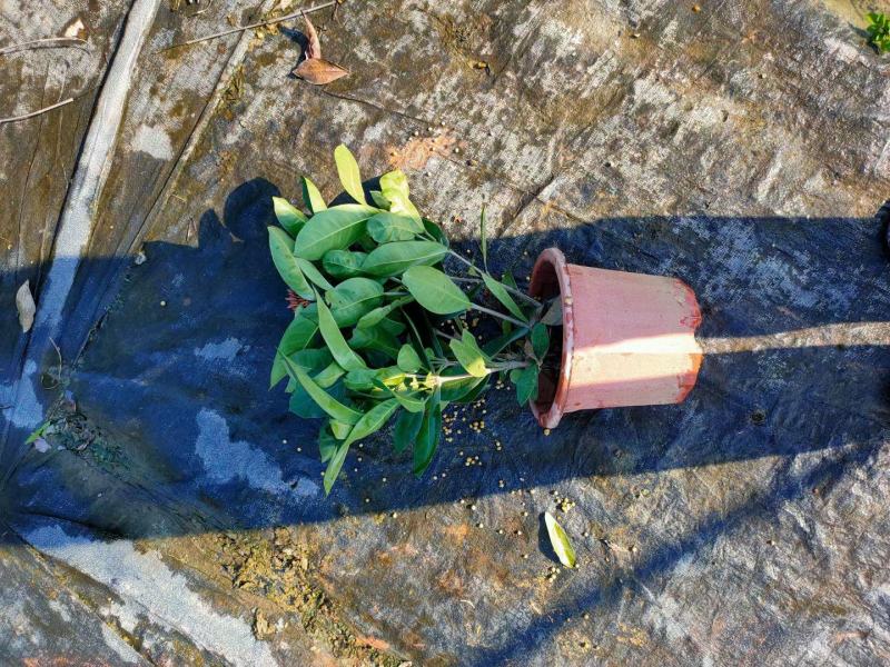 230盆中大花包龙船花基地直销，数量两万，求带走