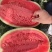 高品质杂交西瓜种子金彩6号硒砂瓜中熟皮薄大红瓤耐旱糖度高