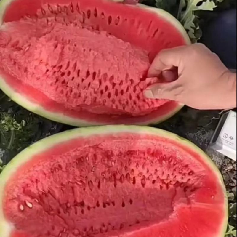 高品质杂交西瓜种子金彩6号硒砂瓜中熟皮薄大红瓤耐旱糖度高