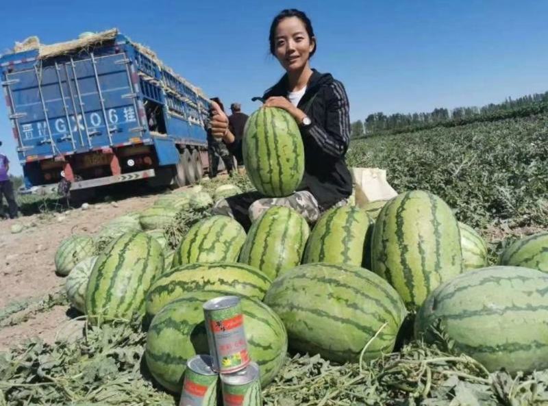 高品质杂交西瓜种子金彩6号硒砂瓜中熟皮薄大红瓤耐旱糖度高