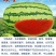高品质杂交西瓜种子金彩6号硒砂瓜中熟皮薄大红瓤耐旱糖度高