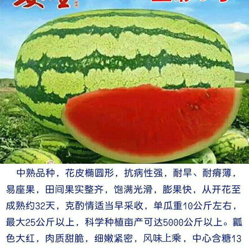高品质杂交西瓜种子金彩6号硒砂瓜中熟皮薄大红瓤耐旱糖度高