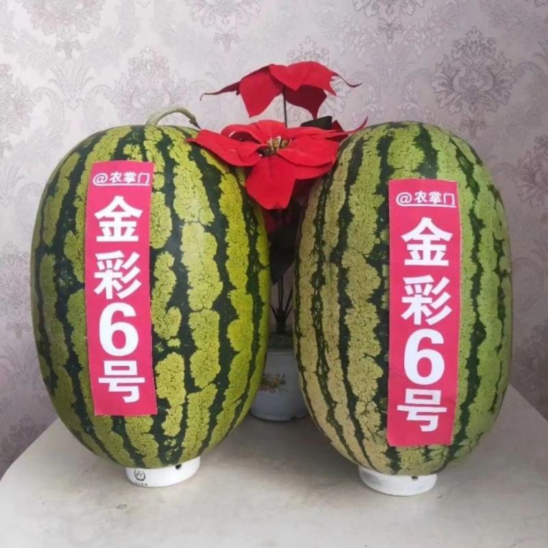 高品质杂交西瓜种子金彩6号硒砂瓜中熟皮薄大红瓤耐旱糖度高