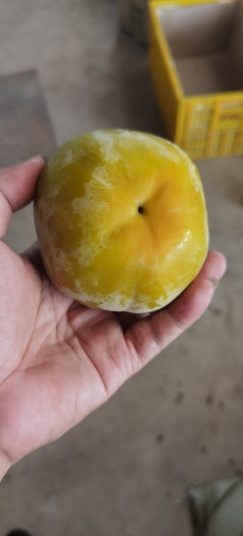 脆柿承接电商一件代发