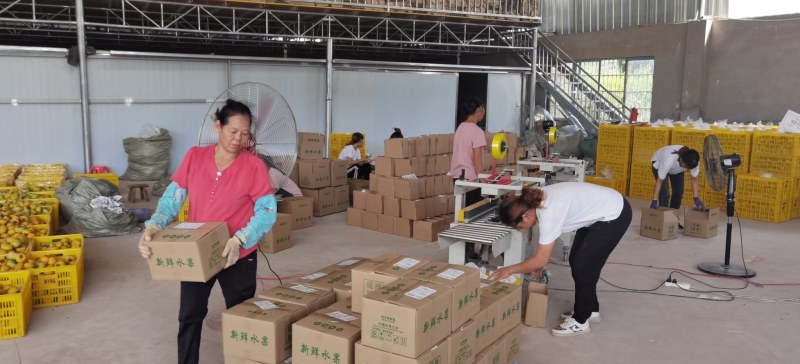 脆柿承接电商一件代发